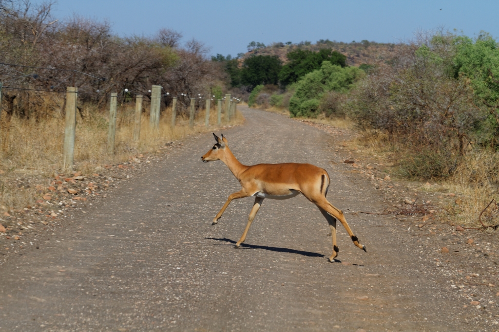 09 - Mapungubwe NP (6).jpg